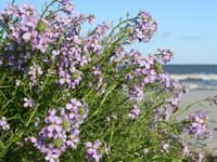 Strandsennep