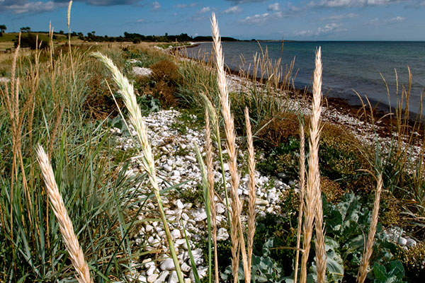Udsigt langs stranden