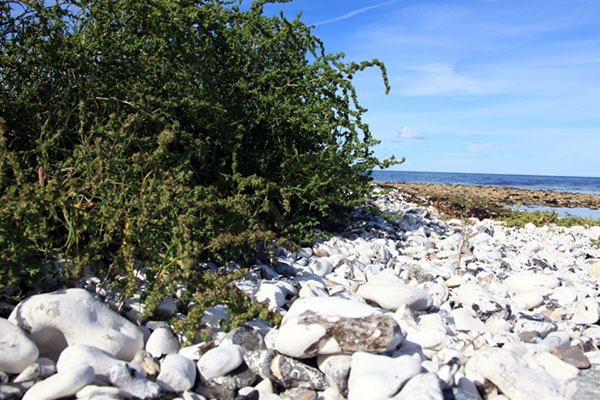 Stemning på stranden