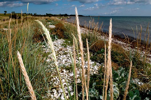 Udsigt langs stranden