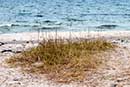 Vegetation på stranden