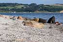 Borup Strand