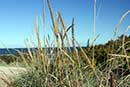 Udsigt  mod stranden